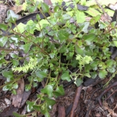 Einadia hastata (Berry Saltbush) at Mount Ainslie - 30 Sep 2016 by SilkeSma