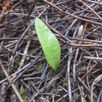 Ophioglossum lusitanicum at Mount Ainslie - 30 Sep 2016 by SilkeSma