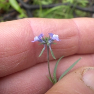 Linaria arvensis at Majura, ACT - 30 Sep 2016