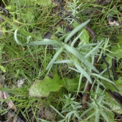 Linaria arvensis at Majura, ACT - 30 Sep 2016