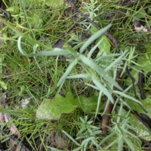 Linaria arvensis at Majura, ACT - 30 Sep 2016