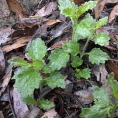 Veronica calycina (Hairy Speedwell) at Majura, ACT - 30 Sep 2016 by SilkeSma