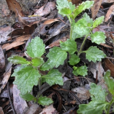 Veronica calycina (Hairy Speedwell) at Mount Ainslie - 30 Sep 2016 by SilkeSma