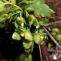 Veronica calycina at Majura, ACT - 30 Sep 2016 11:45 AM