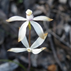 Caladenia ustulata (Brown Caps) at Black Mountain - 27 Sep 2016 by Ryl