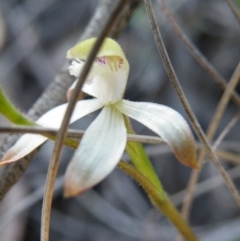 Caladenia ustulata at Point 57 - suppressed