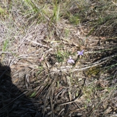 Glossodia major (Wax Lip Orchid) at Acton, ACT - 26 Sep 2016 by Ryl