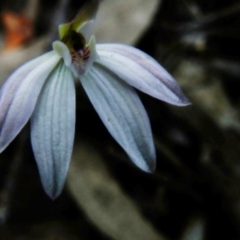 Caladenia fuscata (Dusky Fingers) at O'Connor, ACT - 22 Sep 2016 by Ryl