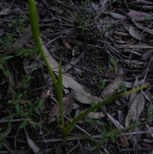 Diuris sp. at Undefined Area - suppressed