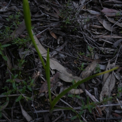 Diuris sp. (A Donkey Orchid) at O'Connor, ACT - 22 Sep 2016 by Ryl