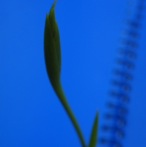 Diuris sp. at Point 60 - suppressed