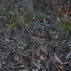 Caladenia fuscata (Dusky Fingers) at Point 60 - 23 Sep 2016 by Ryl