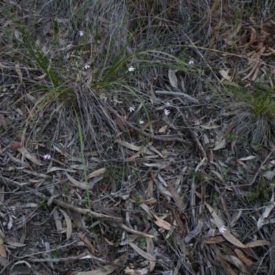 Caladenia fuscata (Dusky Fingers) at Point 60 - 23 Sep 2016 by Ryl