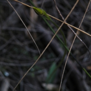 Glossodia major at Point 60 - suppressed