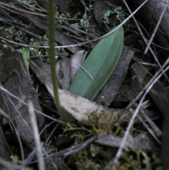 Glossodia major at Point 60 - suppressed