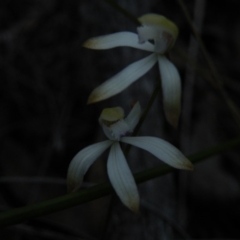 Caladenia ustulata (Brown Caps) at Black Mountain - 22 Sep 2016 by Ryl