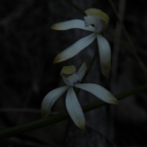 Caladenia ustulata at Point 60 - suppressed