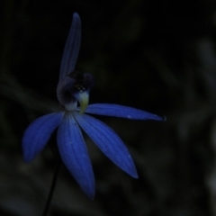 Cyanicula caerulea (Blue Fingers, Blue Fairies) at Black Mountain - 22 Sep 2016 by Ryl