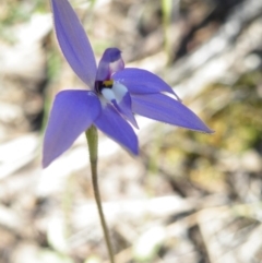 Glossodia major (Wax Lip Orchid) at Acton, ACT - 27 Sep 2016 by Ryl