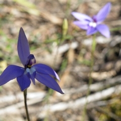 Glossodia major at Point 5816 - 28 Sep 2016