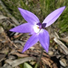 Glossodia major at Point 5816 - 28 Sep 2016