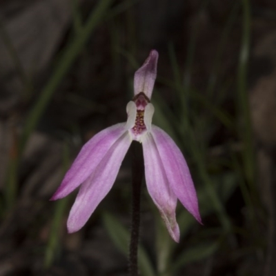 Caladenia fuscata (Dusky Fingers) at Canberra Central, ACT - 29 Sep 2016 by DerekC