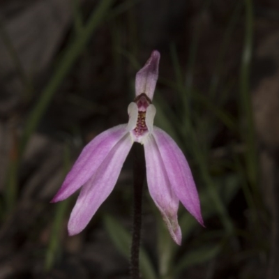 Caladenia fuscata (Dusky Fingers) at Mount Majura - 29 Sep 2016 by DerekC