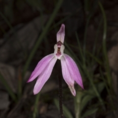 Caladenia fuscata at Canberra Central, ACT - 29 Sep 2016