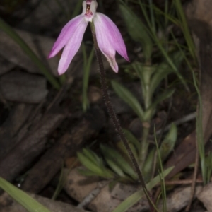 Caladenia fuscata at Canberra Central, ACT - 29 Sep 2016