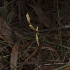 Diuris sp. (A Donkey Orchid) at Mount Majura - 29 Sep 2016 by DerekC