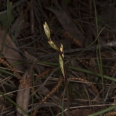 Diuris sp. (A Donkey Orchid) at Canberra Central, ACT - 29 Sep 2016 by DerekC