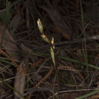 Diuris sp. (A Donkey Orchid) at Mount Majura - 29 Sep 2016 by DerekC