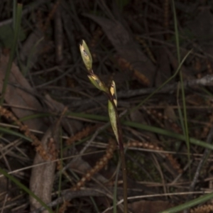 Diuris sp. at Canberra Central, ACT - 29 Sep 2016