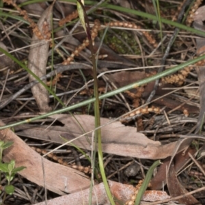 Diuris sp. at Canberra Central, ACT - 29 Sep 2016