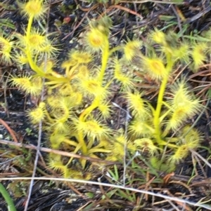 Drosera sp. at Mount Taylor - 29 Sep 2016