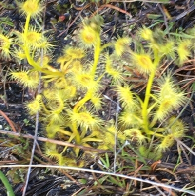 Drosera sp. (A Sundew) at Mount Taylor - 29 Sep 2016 by fish6