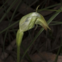 Pterostylis nutans (Nodding Greenhood) at Hackett, ACT - 29 Sep 2016 by DerekC