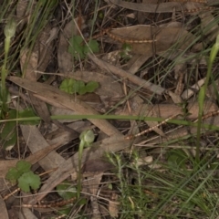 Pterostylis nutans at Hackett, ACT - suppressed