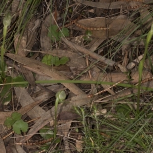 Pterostylis nutans at Hackett, ACT - suppressed