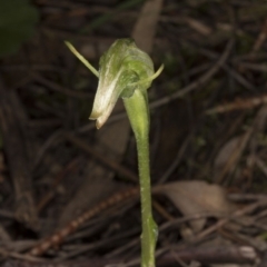 Pterostylis nutans at Hackett, ACT - suppressed