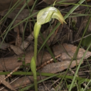 Pterostylis nutans at Hackett, ACT - suppressed