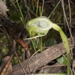 Pterostylis nutans (Nodding Greenhood) at Mount Majura - 29 Sep 2016 by DerekC