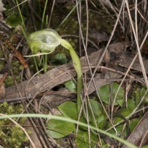 Pterostylis nutans at Hackett, ACT - suppressed