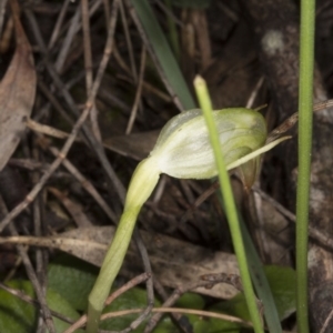 Pterostylis nutans at Hackett, ACT - suppressed