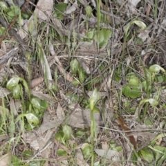 Pterostylis nutans (Nodding Greenhood) at Mount Majura - 29 Sep 2016 by DerekC