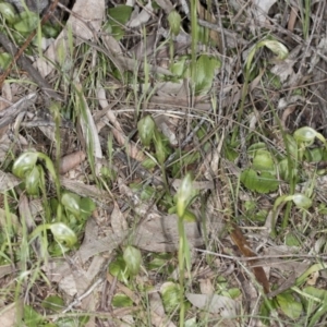 Pterostylis nutans at Hackett, ACT - suppressed