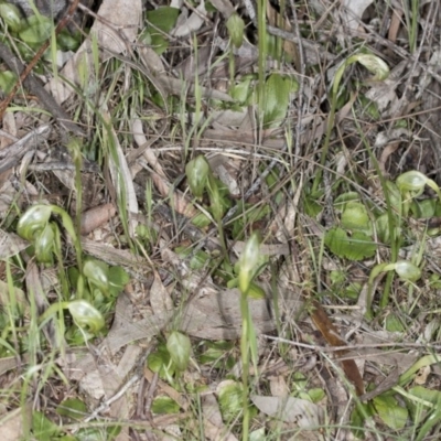 Pterostylis nutans (Nodding Greenhood) at Mount Majura - 29 Sep 2016 by DerekC