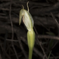 Pterostylis nutans at Hackett, ACT - suppressed