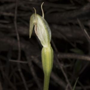 Pterostylis nutans at Hackett, ACT - 29 Sep 2016