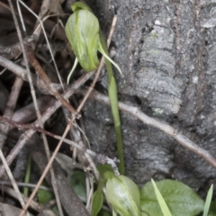 Pterostylis nutans at Hackett, ACT - suppressed